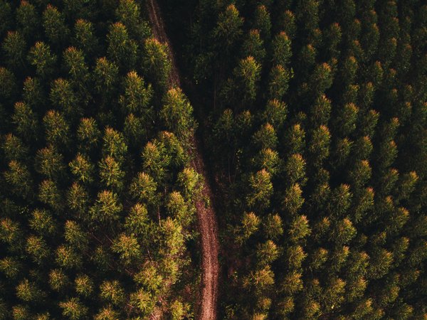 forest, landscape, nature, road, view from above, вид сверху, дорога, лес, пейзаж, природа