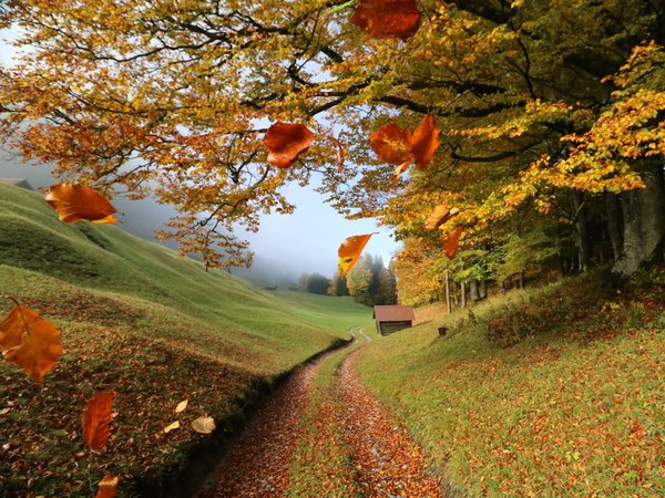 ветки, деревья, домик, дорожка, листья, осень, пейзаж, природа, туман, холмы