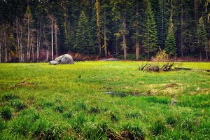 Обои на рабочий стол: clearing, forest, forest edge, landscape, nature, plants, trees, деревья, лес, опушка, пейзаж, поляна, природа, растения