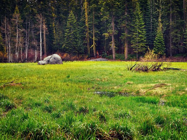 clearing, forest, forest edge, landscape, nature, plants, trees, деревья, лес, опушка, пейзаж, поляна, природа, растения