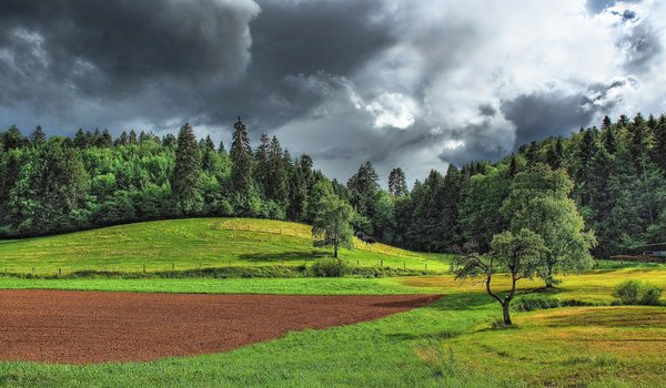 Обои на рабочий стол: clearing, field, forest, landscape, nature, plants, sky, Storm Clouds, trees, грозовые тучи, деревья, лес, небо, пейзаж, поле, поляна, природа, растения