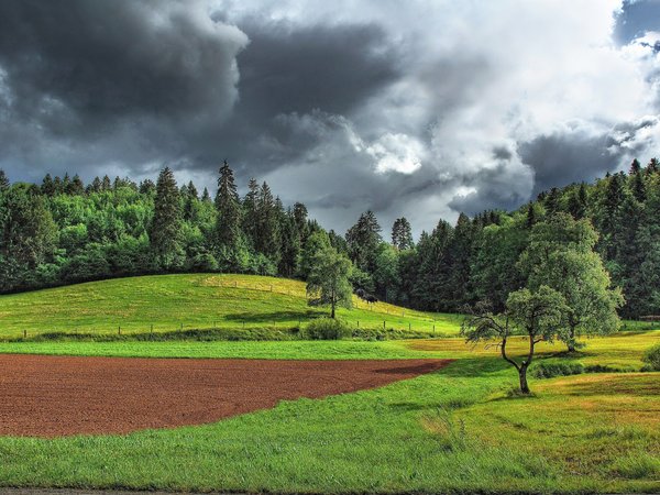 clearing, field, forest, landscape, nature, plants, sky, Storm Clouds, trees, грозовые тучи, деревья, лес, небо, пейзаж, поле, поляна, природа, растения