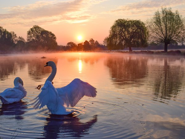 лебеди, озеро, пейзаж, природа, птицы, рассвет, солнце, туман, утро