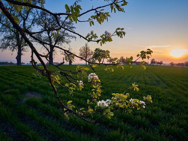 весна, ветка, пейзаж, поле, природа, рассвет, утро, цветение