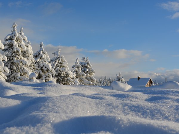 деревья, домик, ели, елки, зима, небо, пейзаж, природа, снег