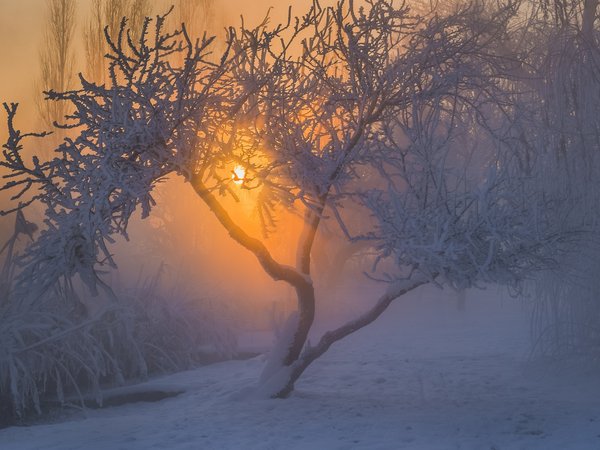 дерево, зима, иней, мороз, пейзаж, природа, снег, солнце, утро