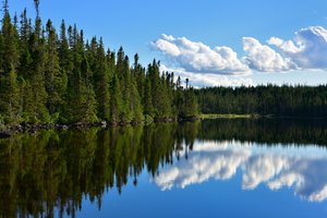 Обои на рабочий стол: canada, Newfoundland, Puddle Pond, канада, лес, Ньюфаундленд, озеро, отражение, пруд