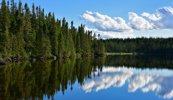 Обои на рабочий стол: canada, Newfoundland, Puddle Pond, канада, лес, Ньюфаундленд, озеро, отражение, пруд