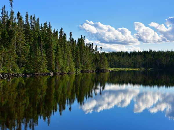 canada, Newfoundland, Puddle Pond, канада, лес, Ньюфаундленд, озеро, отражение, пруд