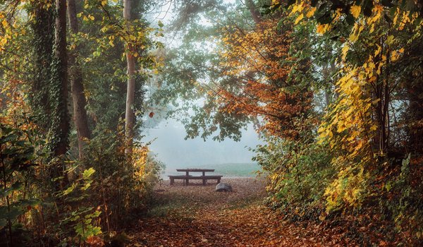 Обои на рабочий стол: Radoslaw Dranikowski, аллея, деревья, осень, пейзаж, природа, стол, туман, утро