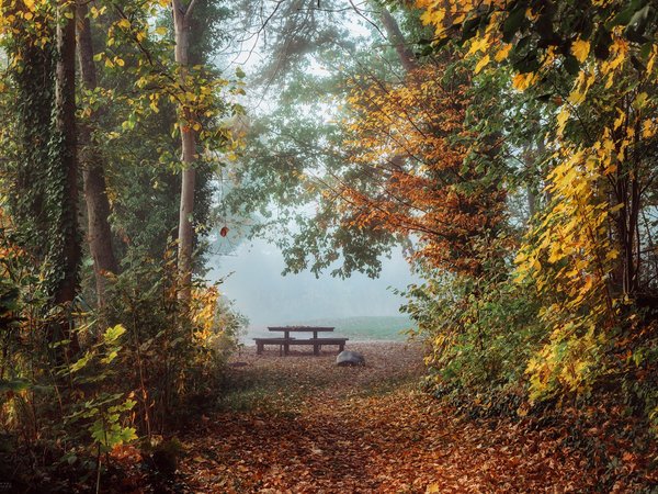Radoslaw Dranikowski, аллея, деревья, осень, пейзаж, природа, стол, туман, утро