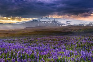Обои на рабочий стол: iceland, Rangarvallasysla, горы, исландия, луг, люпины, цветы