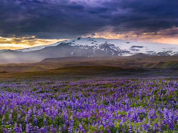 iceland, Rangarvallasysla, горы, исландия, луг, люпины, цветы