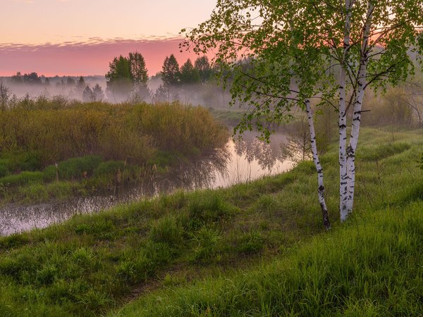 берёзы, Владимир Рябков, деревья, кусты, пейзаж, природа, речушка, травы, туман, Узола, утро