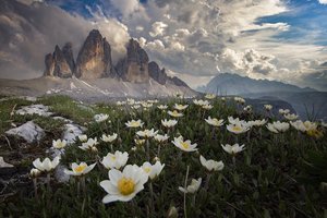 Обои на рабочий стол: Roberto Aldrovandi, Tre Cime di Lavaredo, анемоны, горы, Доломиты, италия, облака, пейзаж, природа, травы, цветы
