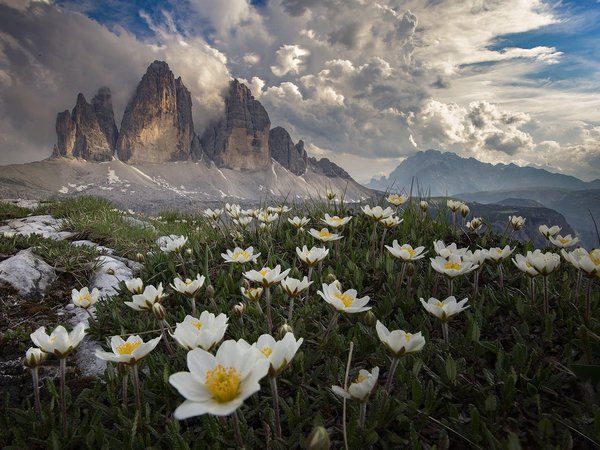 Roberto Aldrovandi, Tre Cime di Lavaredo, анемоны, горы, Доломиты, италия, облака, пейзаж, природа, травы, цветы