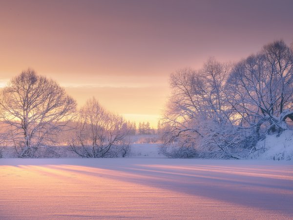 деревья, зима, мороз, рассвет, Роман Мурашов, снег, утро