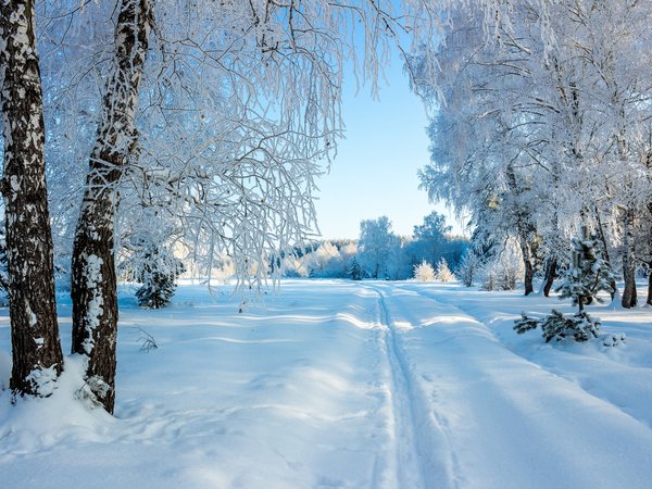 берёзы, деревья, зима, лыжня, россия, снег, сугробы, Усмань