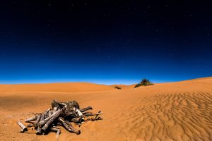 Обои на рабочий стол: Sahara, звезды, коряги, небо, ночь, песок, пустыня, пустыня Сахара, Сахара