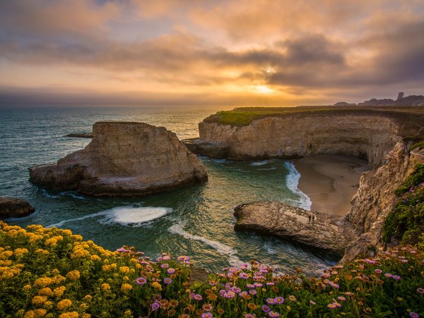california, Pacific Ocean, Santa Cruz, Shark Fin Cove, бухта, закат, калифорния, побережье, Санта-Круз, скалы, тихий океан, цветы