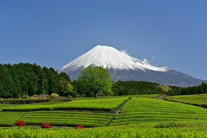 Обои на рабочий стол: japan, Mount Fuji, Shizuoka Prefecture, вулкан, гора, джеревья, фудзияма, чайная плантация, япония
