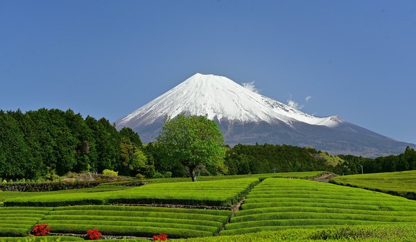 Обои на рабочий стол: japan, Mount Fuji, Shizuoka Prefecture, вулкан, гора, джеревья, фудзияма, чайная плантация, япония