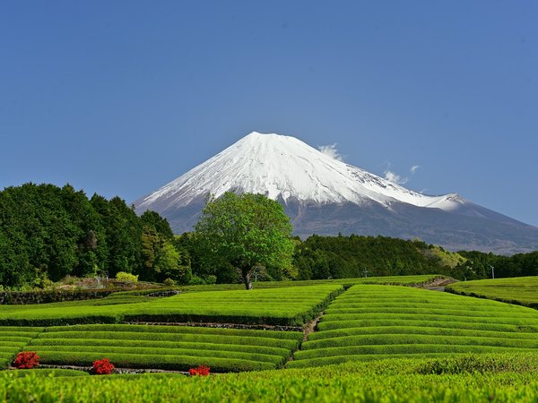 japan, Mount Fuji, Shizuoka Prefecture, вулкан, гора, джеревья, фудзияма, чайная плантация, япония