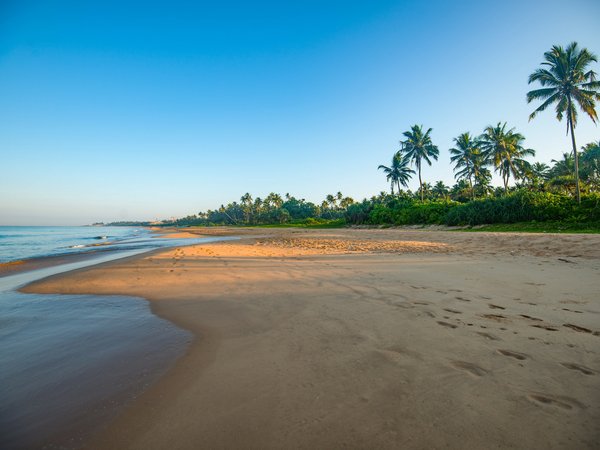 Bentota Beach, пальмы, пляж, побережье, Шри-Ланка