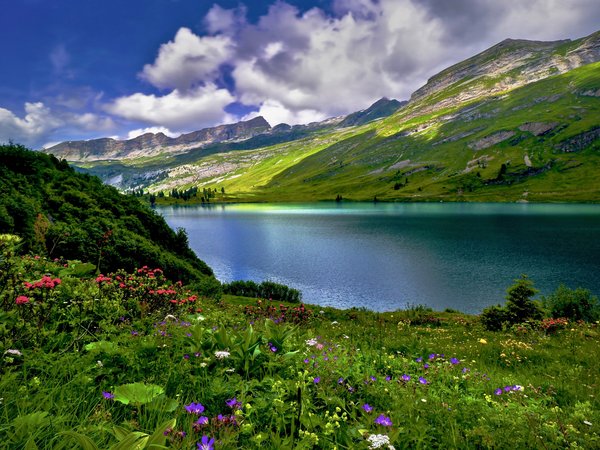 Engstlensee, Бернский Оберланд, горы, луга, облака, озеро, пейзаж, природа, цветы, швейцария