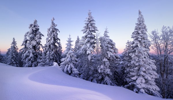 Обои на рабочий стол: деревья, ели, зима, снег, сугробы, швейцария