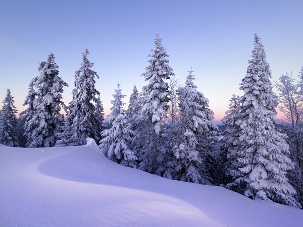 деревья, ели, зима, снег, сугробы, швейцария