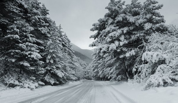 Обои на рабочий стол: Батраз Табуев, дорога, ель, заснеженная дорога, снег, Цей