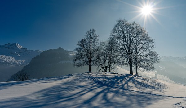 Обои на рабочий стол: деревья, зима, следы, снег, солнце