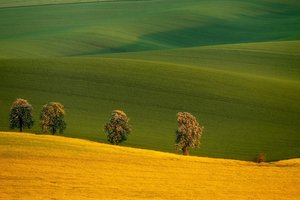 Обои на рабочий стол: Czech Republic, South Moravia, деревья, поля, чехия, Южная Моравия