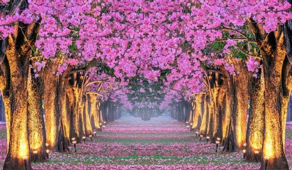 Обои на рабочий стол: alley, blossom, cherry, park, pink, sakura, spring, tree, аллея, весна, деревья, корея, парк, сакура, цветение
