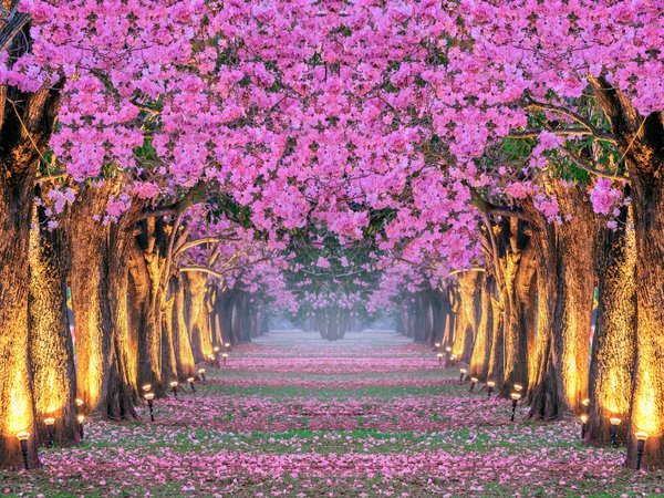 alley, blossom, cherry, park, pink, sakura, spring, tree, аллея, весна, деревья, корея, парк, сакура, цветение
