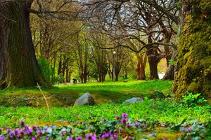 Обои на рабочий стол: nature, park, spring, весна, парк, природа