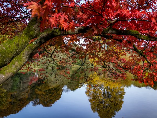 england, Stourhead Garden, Wiltshire, англия, ветки, дерево, деревья, клён, озеро, осень, отражение, парк, пруд, стурхед, Уилтшир