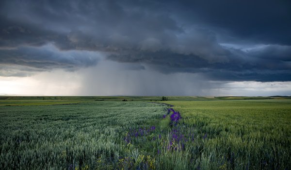 Обои на рабочий стол: Summer rains, поле, природа