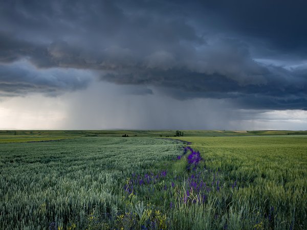 Summer rains, поле, природа