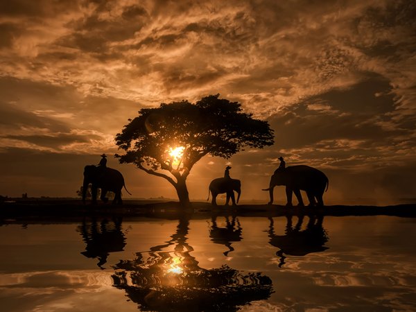 вода, восход, дерево, отражение, рассвет, слоны, таиланд