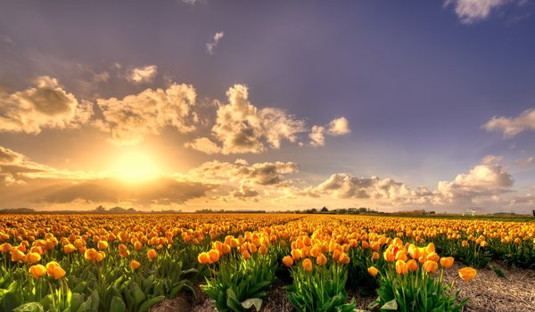 Обои на рабочий стол: желтые, лепестки, много, нидерланды, поле, тюльпаны, цветение