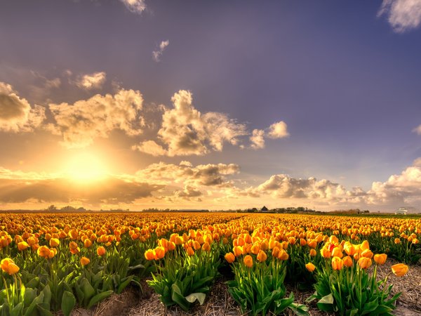 желтые, лепестки, много, нидерланды, поле, тюльпаны, цветение