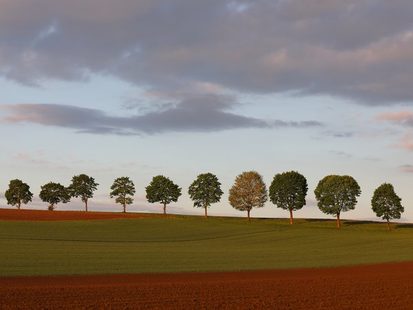 morninglight, trees, природа