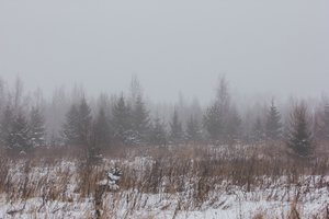 Обои на рабочий стол: зима, зимний туман, лес, поле, природа, снег, туман, туман в лесу