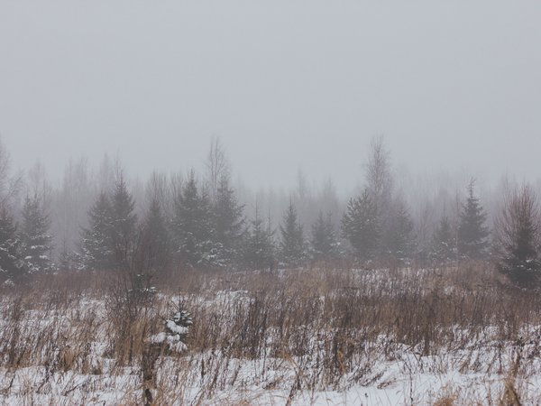 зима, зимний туман, лес, поле, природа, снег, туман, туман в лесу