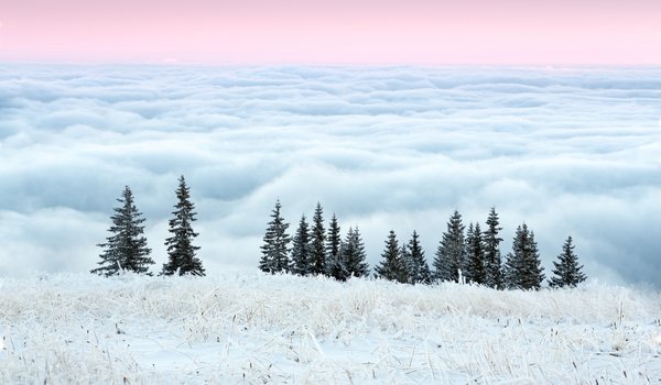 Обои на рабочий стол: деревья, зима, иней, небо, облака, трава, утро