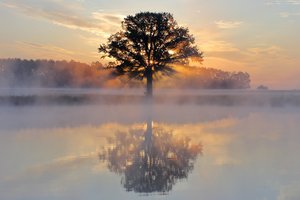 Обои на рабочий стол: дерево, озеро, отражение, рассвет, туман, утро