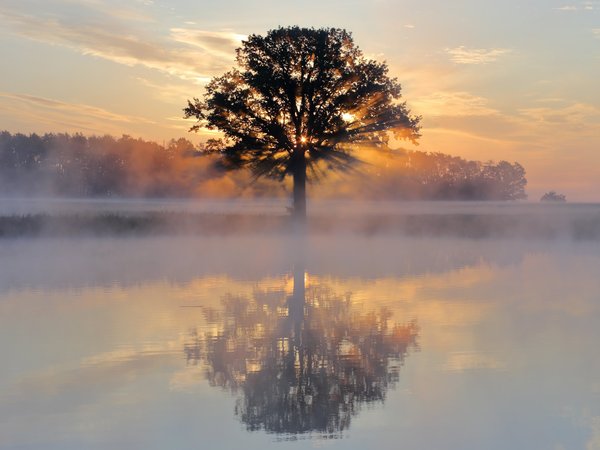 дерево, озеро, отражение, рассвет, туман, утро