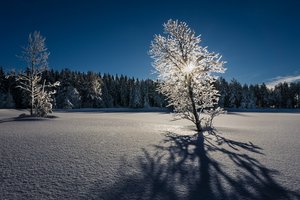 Обои на рабочий стол: дерево, зима, свет, снег, утро